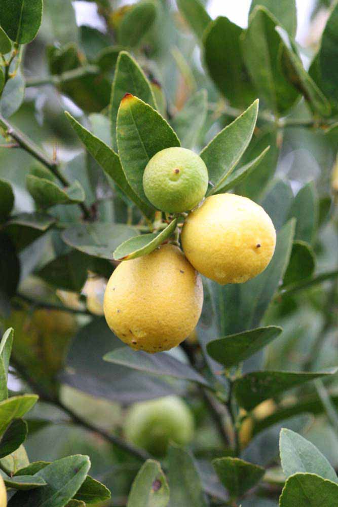            Fruit (Stow #7, Riverside, CA)   